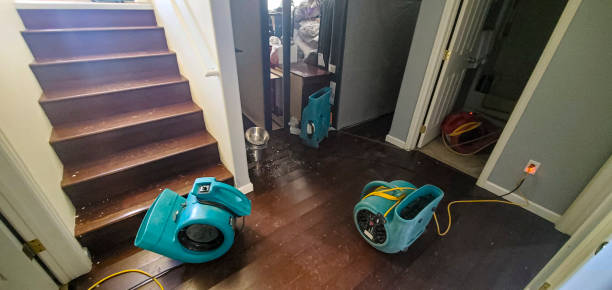 Best Mold removal after water damage  in Tonopah, NV