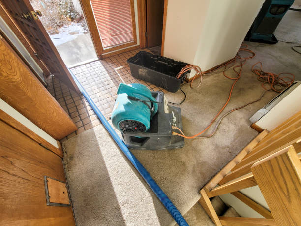Best Water damage contractors near me  in Tonopah, NV